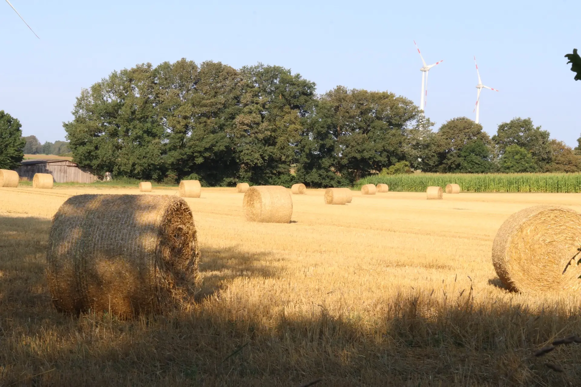 Rundballen auf einem Feld bei Sonnenaufgang